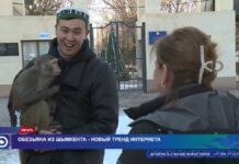 Обезьяна из Шымкента — новый тренд Интернета Обезьяна из Шымкента