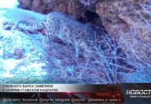 В Сайрам-Угамском парке зафиксировали снежного барса