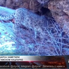 В Сайрам-Угамском парке зафиксировали снежного барса