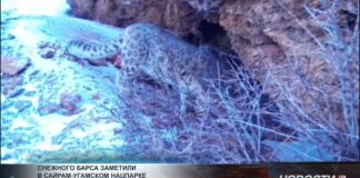 В Сайрам-Угамском парке зафиксировали снежного барса