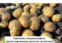 Cитуацию с картофелем прокомментировал минсельхоз Cитуация с картофелем в РК