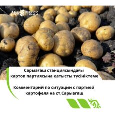 Cитуацию с картофелем прокомментировал минсельхоз Cитуация с картофелем в РК