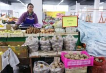 Более 80 тонн картофеля реализовано по низким ценам через СПК «Тараз» Более 80 тонн картофеля реализовано по низким ценам через СПК «Тараз»