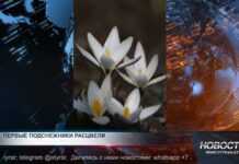 В Шымкенте зацвели первые подснежники