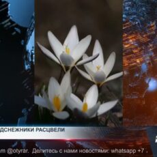 В Шымкенте зацвели первые подснежники