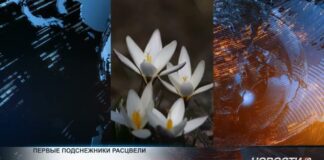 В Шымкенте зацвели первые подснежники