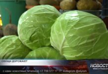 Цены на капусту резко взлетели вверх Цены на капусту резко взлетели вверх