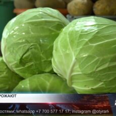 Цены на капусту резко взлетели вверх Цены на капусту резко взлетели вверх