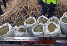 Индустрия конопли: польза для экономики или угроза обществу?