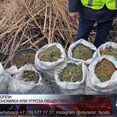 Индустрия конопли: польза для экономики или угроза обществу?