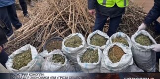 Индустрия конопли: польза для экономики или угроза обществу?