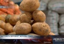 Картофель дорожает, морковь гниёт! Нехватка планирования и координации привела к тому, что картофель становится все дороже, а морковь массово гниет на складах
