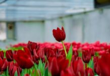 В туркестанском ботаническом саду расцвели тюльпаны В Научно-исследовательском институте «Ботанический сад» университета Ахмета Ясави распустились первые тюльпаны