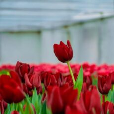 В туркестанском ботаническом саду расцвели тюльпаны В Научно-исследовательском институте «Ботанический сад» университета Ахмета Ясави распустились первые тюльпаны