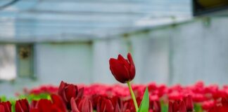 В туркестанском ботаническом саду расцвели тюльпаны В Научно-исследовательском институте «Ботанический сад» университета Ахмета Ясави распустились первые тюльпаны