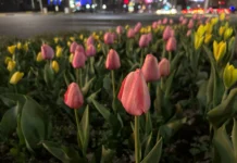 В Шымкенте зацвели тюльпаны В Шымкенте зацвели тюльпаны