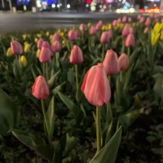 В Шымкенте зацвели тюльпаны В Шымкенте зацвели тюльпаны