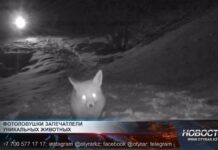 Рысь, дикобраз и косуля попали в фотоловушки Фотоловушки в Сайрам-Угамском национальном природном парке зафиксировали редких обитателей дикой природы