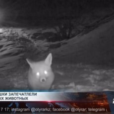 Рысь, дикобраз и косуля попали в фотоловушки Фотоловушки в Сайрам-Угамском национальном природном парке зафиксировали редких обитателей дикой природы