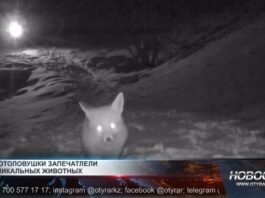 Фотоловушки в Сайрам-Угамском национальном природном парке зафиксировали редких обитателей дикой природы