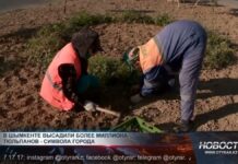 В Шымкенте высадили более миллиона тюльпанов В Шымкенте высадили более миллиона тюльпанов