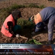 В Шымкенте высадили более миллиона тюльпанов В Шымкенте высадили более миллиона тюльпанов