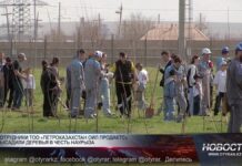 «ПетроКазахстан Ойл Продактс» укрепляет семейные ценности и защищает окружающую среду Сотрудники ТОО «ПетроКазахстан Ойл Продактс» в Наурыз посадили деревья с детьми