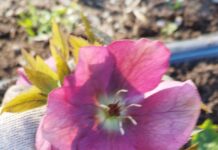 Из записок дачницы Морозник