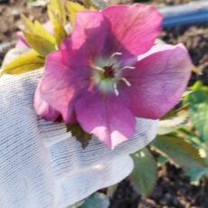 Из записок дачницы Морозник