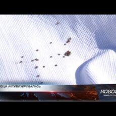 В Шымкенте с начала года клещи покусали 12 человек В Шымкенте с начала года клещи покусали 12 человек