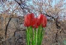 Весна идет – весне дорогу! Весна идет – весне дорогу