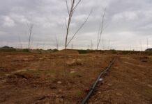 И две тысячи чинар! В новой парковой зоне Шымкента высадили 2000 чинар