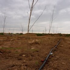 И две тысячи чинар! В новой парковой зоне Шымкента высадили 2000 чинар