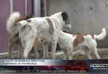 10 тысяч бездомных животных усыпили в Шымкенте за три месяца 10 000 бездомных животных усыплены в Шымкенте за 3 месяца