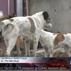 10 тысяч бездомных животных усыпили в Шымкенте за три месяца 10 000 бездомных животных усыплены в Шымкенте за 3 месяца