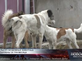 10 000 бездомных животных усыплены в Шымкенте за 3 месяца