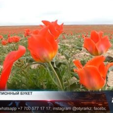 Жительница Шымкента нарвала тюльпанов на 12 миллионов тенге Краснокнижные тюльпаны Грейга