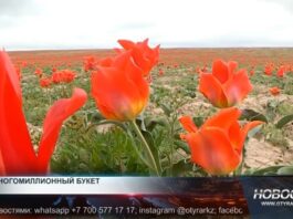 Краснокнижные тюльпаны Грейга