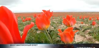 Жительница Шымкента нарвала тюльпанов на 12 миллионов тенге Краснокнижные тюльпаны Грейга