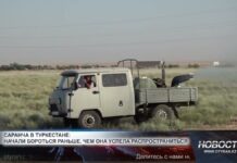 В Туркестанской области начали раннюю борьбу с саранчой В Туркестанской области начали раннюю борьбу с саранчой