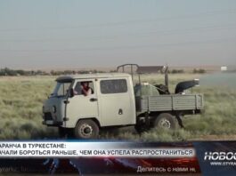 В Туркестанской области начали раннюю борьбу с саранчой