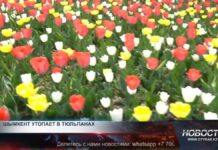 Миллион тюльпанов превратили Шымкент в живописную картину Миллион тюльпанов в Шымкенте