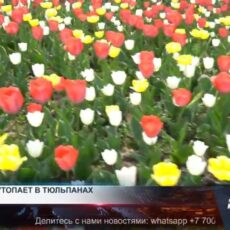 Миллион тюльпанов превратили Шымкент в живописную картину Миллион тюльпанов в Шымкенте