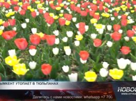Миллион тюльпанов в Шымкенте