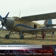 Угроза урожаю: в Арысе проводят химобработку В Арысе ведётся интенсивная борьба с марокканской саранчой