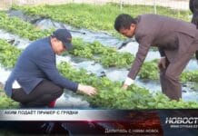 Клубничный аким: как сельский лидер превращает аул в ягодную столицу