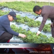 Клубничный аким: как сельский лидер превращает аул в ягодную столицу