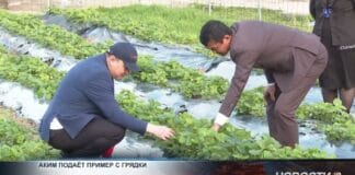 Клубничный аким: как сельский лидер превращает аул в ягодную столицу
