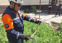 Змея во дворе дома напугала жителей частного сектора в Шымкенте Змея заползла во двор дома
