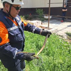 Змея во дворе дома напугала жителей частного сектора в Шымкенте Змея заползла во двор дома